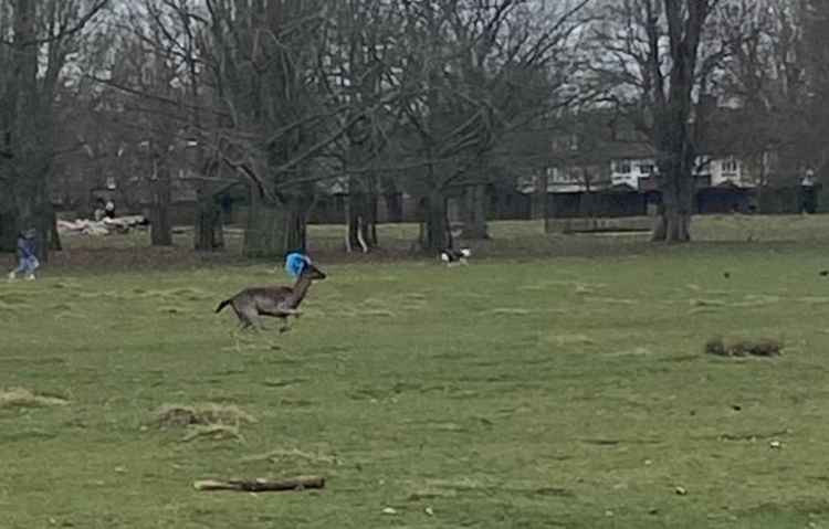 A deer in Bushy Park was sadly put down after its antlers became tangled in a plastic bag