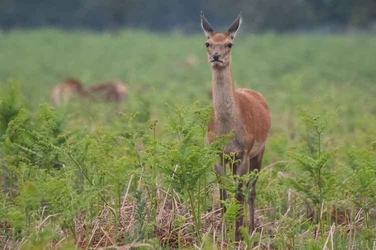 An 'auntie' stands guard as a deer gives birth in the bracken (Photo: Sue Lindenberg)