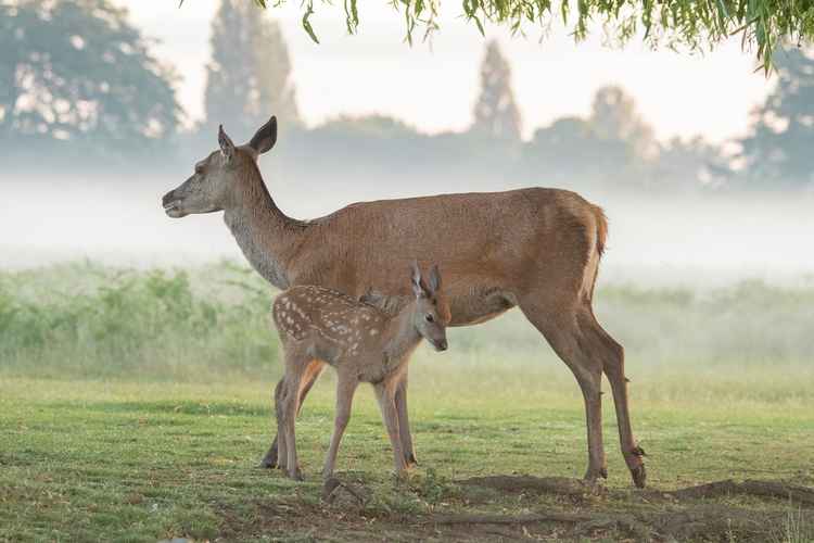 Does return to their calves throughout the day to suckle them (Photo: Sue Lindenberg)