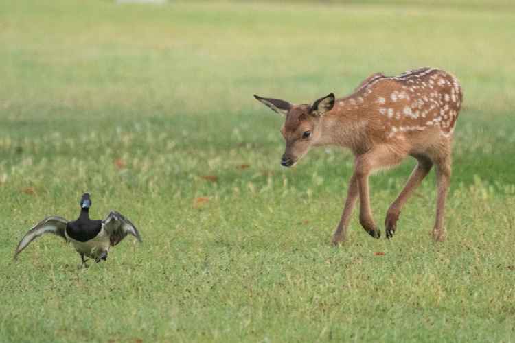 A playful red deer calf with its distinctive spotted coat (Photo: Sue Lindenberg)