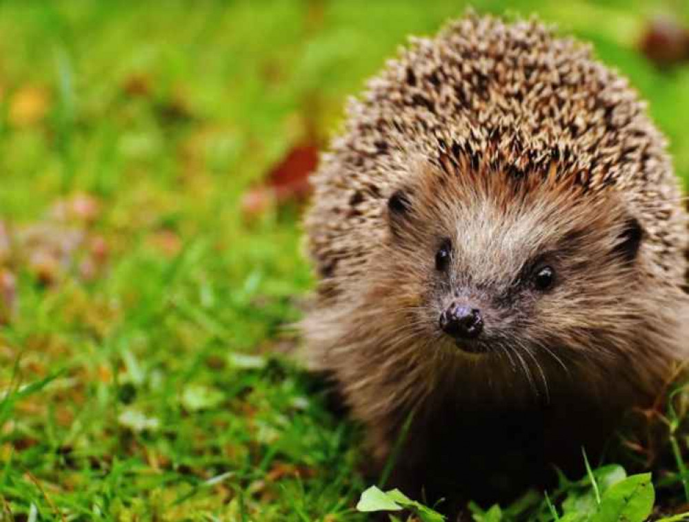 Britain's hedgehog population is sadly declining / Kingston Council