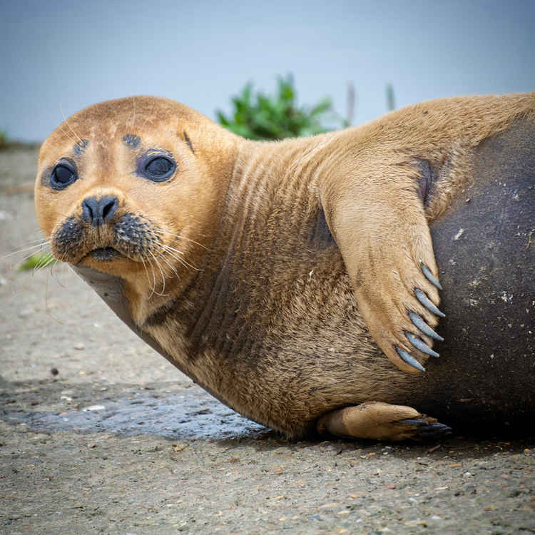 Freddie the seal's life celebrated in new book about his visit to the ...