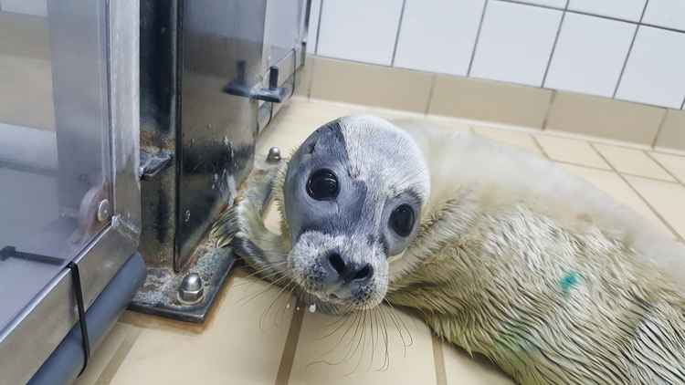 A photo of Freddie a day after being rescued / Zeehondencentrum