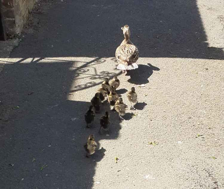 The family were reunited after the rescue and led to a local pond / Credit: Leanne Cook