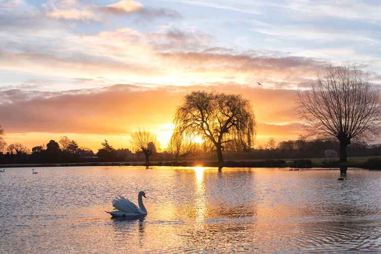 Swans on a pond in Bushy Park / Credit: Sue Lindenberg