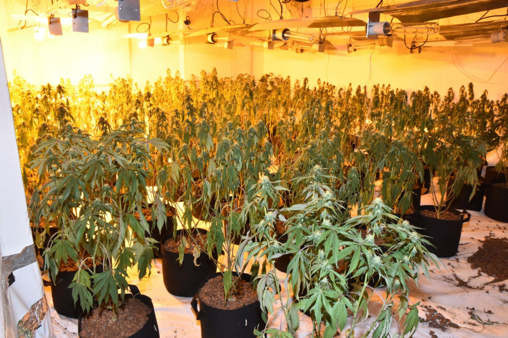 Cannabis factory discovery in Wells: investigation continues | Local ...