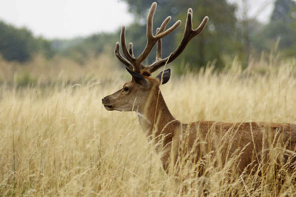 A fallow deer in the park