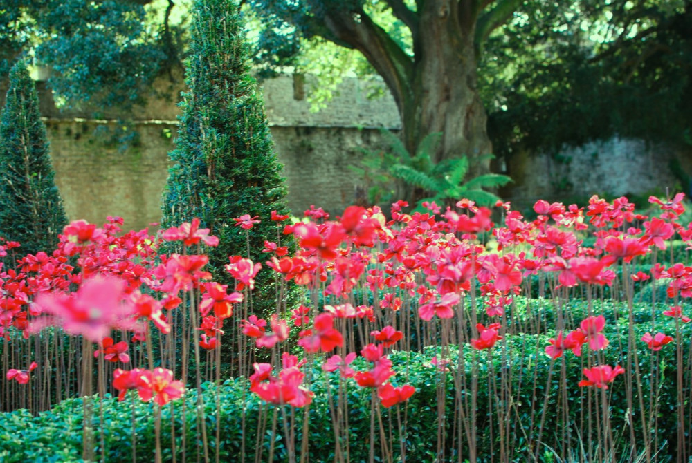 Poppies at the Bishop's Palace in Wells