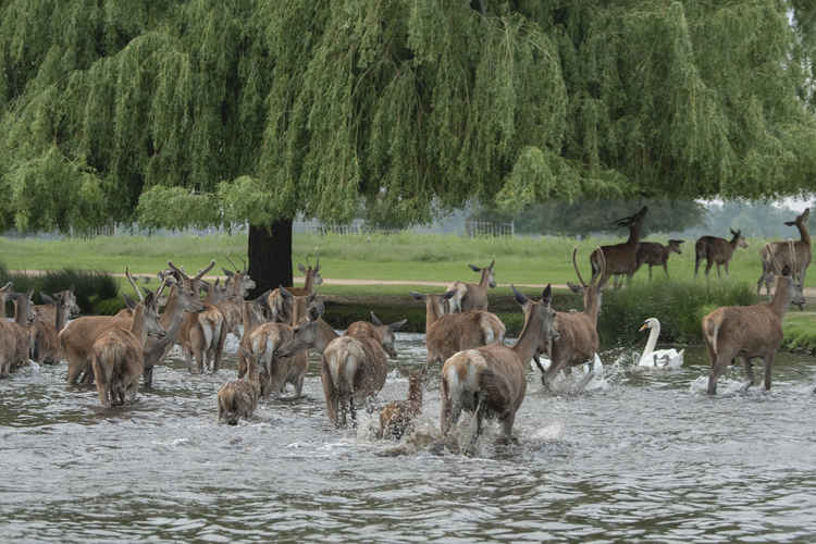 Tensions rose after a herd of deer went into the pond to cool off and the swan family were in their path (Credit: Sue Lindenberg)