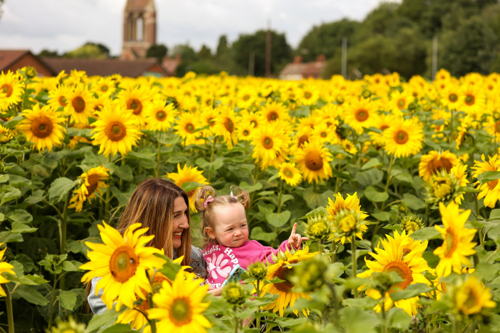 Sunflower Shine (Picture: Nub News)