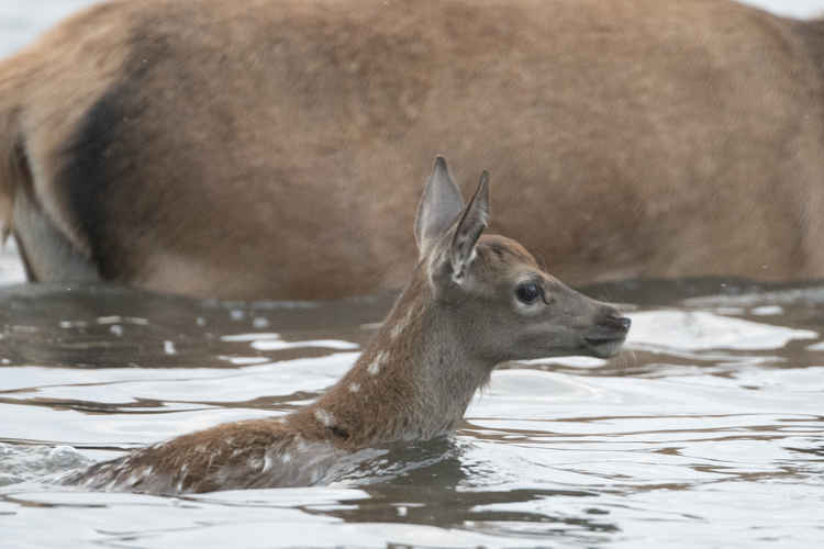 Young calf goes for a dip with mum (Credit: Sue Lindenberg)