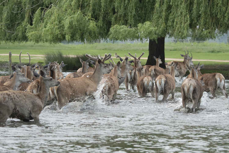 Sue Lindenberg said she had never seen so many deer in the pond (Credit: Sue Lindenberg)