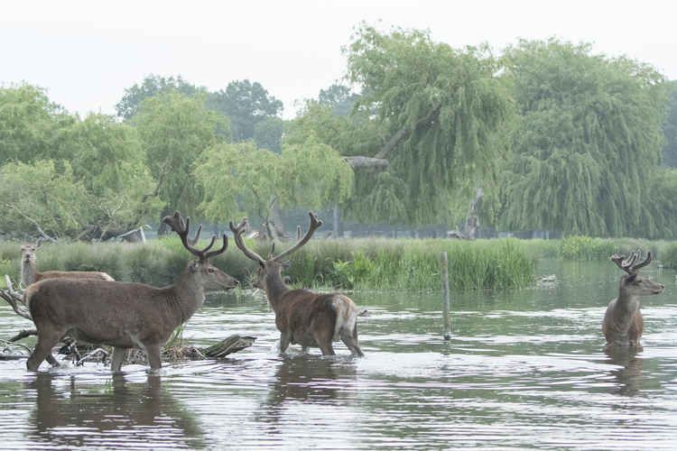 Stags cool off at dawn in Bushy Park (Credit: Sue Lindenberg)