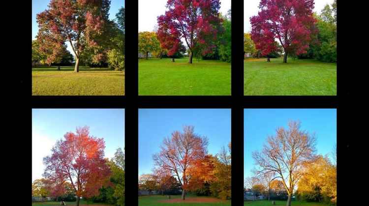 Marissa Collins, a senior information adviser in Library and Learning Services based at Kingston School of Art, took a picture of the same tree every Tuesday throughout lockdown to demonstrate how nature changed over time with the world standing still. (C