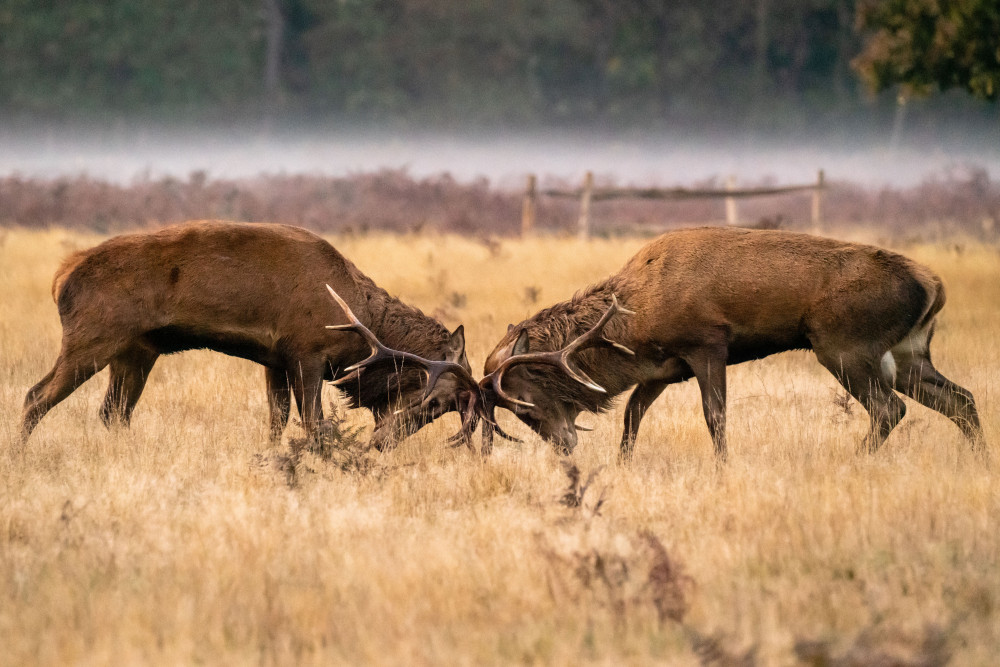 Male deers rutting in Bushy Park. (Photo: Lesley Marshall)