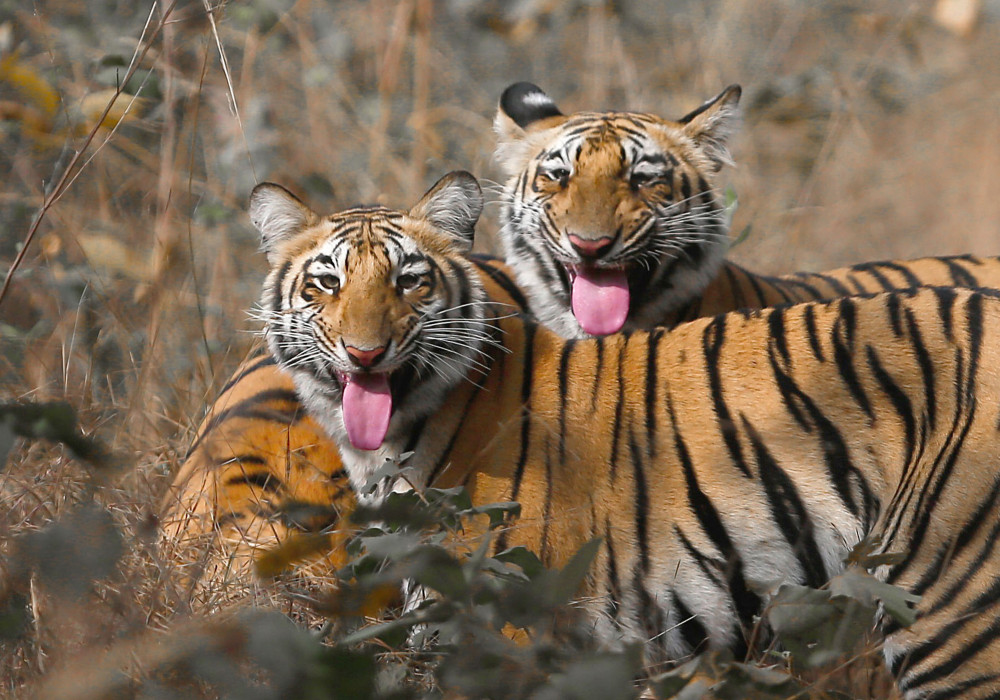 Sticking out their tongues (Picture: Tanya Tiwari)