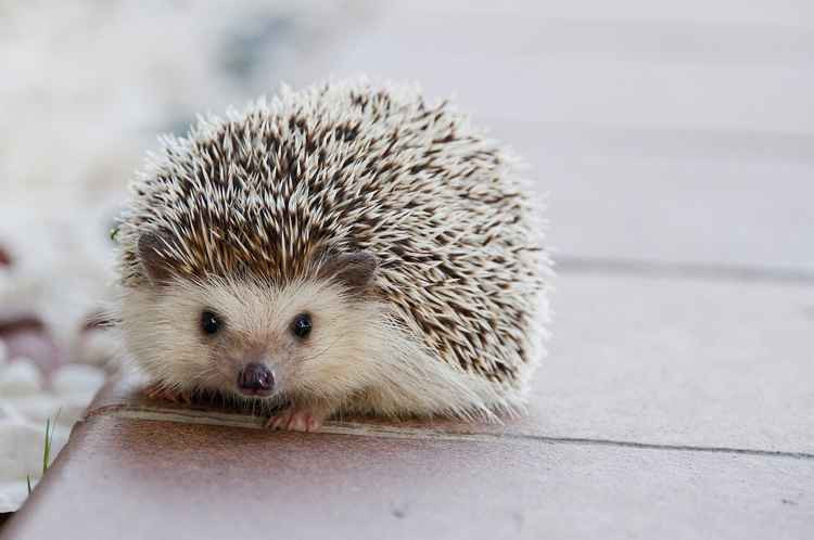 Kingston Council and the Institute of Zoology are teaming up to study hedgehog populations in the borough