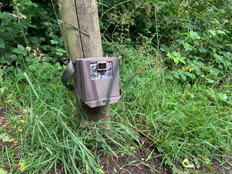 Volunteers in areas of Surbiton are putting infrared cameras in their gardens to help track the endangered mammals (Credit: Kingston Council)