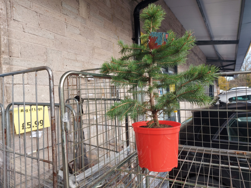 Christmas trees already for sale November 20 Proper Job in Radstock photo Midsomer Norton Nub News  