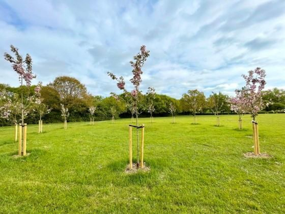 Royal tree circles were planted at parks across Basildon - some have now been destroyed