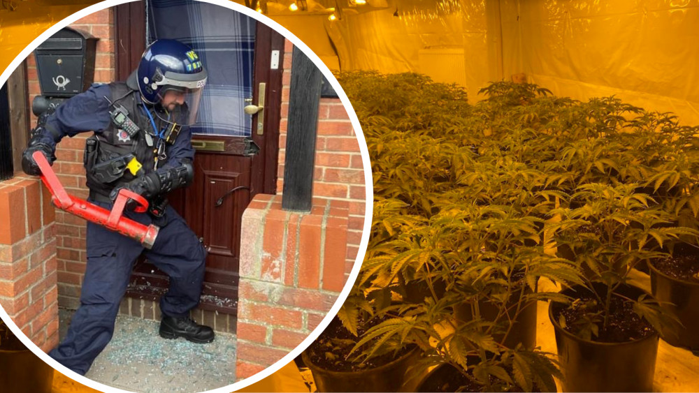 Maldon District: More than 400 cannabis plants discovered at St Lawrence Property 