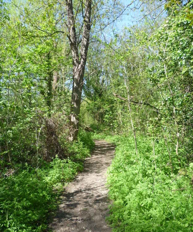 Kingston's Six Acre Meadow is located by the Hogsmill river in Old Malden (Credit: Marathon via Geograph)