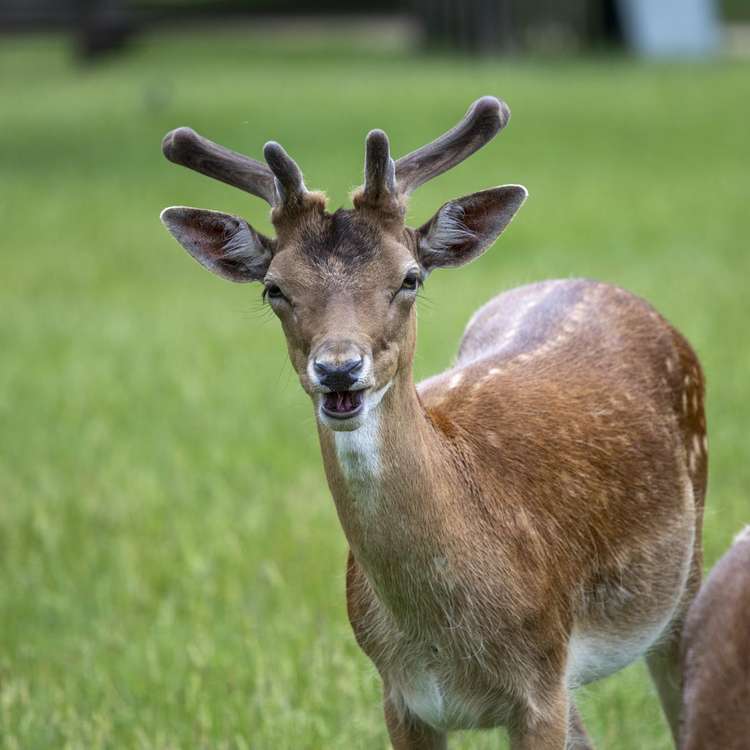 "Don't feed me!" The Royal Parks recently launched their #KeepWildlifeWild campaign, as part of their overall campaign to help nature thrive (Credit: Cathy Cooper)