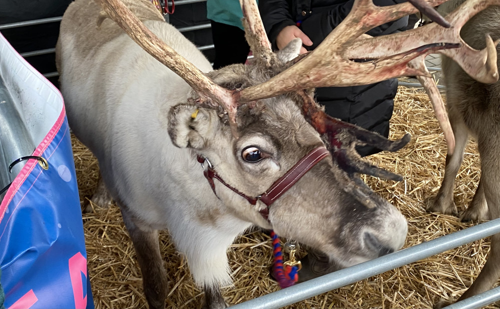 Reindeer pictured at last year's Ashby Christmas Market. Photo: Coalville Nub News