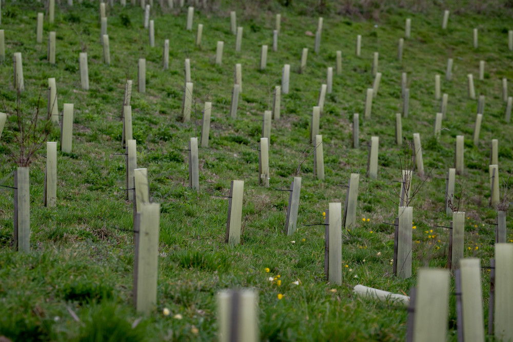 Warwick District Council is helping to organise tree planting in Rowington and Hampton Magna (image via SWNS)