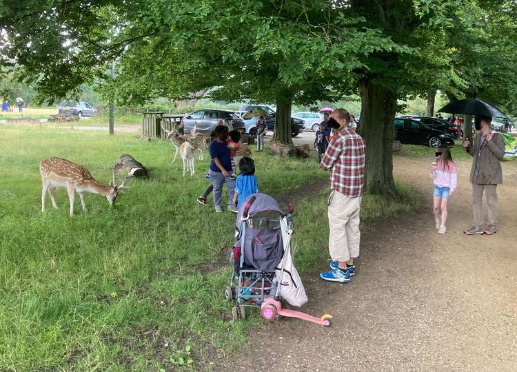 Officers were called to people feeding the deer in Richmond Park yesterday (Image: Royal Parks police)