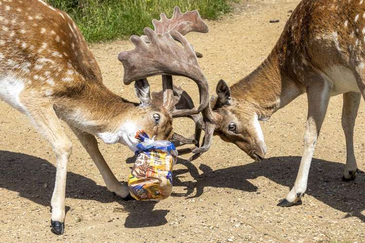 Deer were seen fighting over a plastic bag of bread left for ducks by visitors (Image: Cathy Cooper)