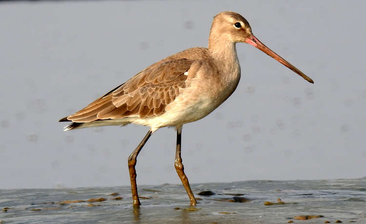 A black-tailed godwit (Photo: Dr. Raju Kasambe via Wikimedia Commons)