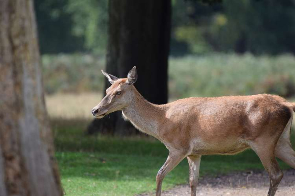 Bushy Park gates will be closed tonight for the deer cull which takes 6 weeks (Image: Heather Smithers)