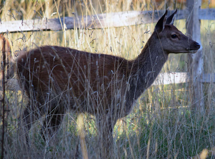 A red deer hind in Bushy Park (Image: Heather Smithers)