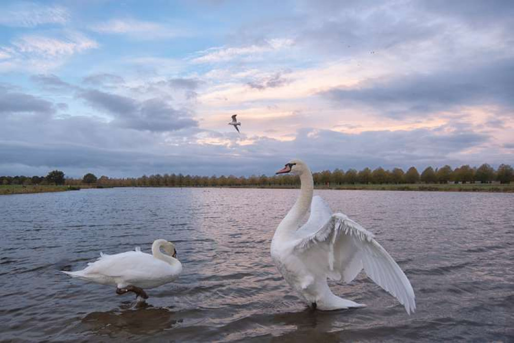 We love the swans in Kingston's Home Park (Image: Sue Lindenberg)