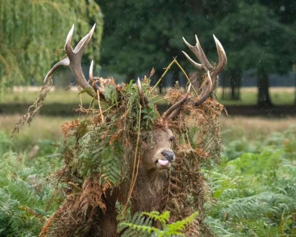 It's rutting season in Bushy Park and the stags are making themselves look fierce...(Image: Sue Lindenberg)