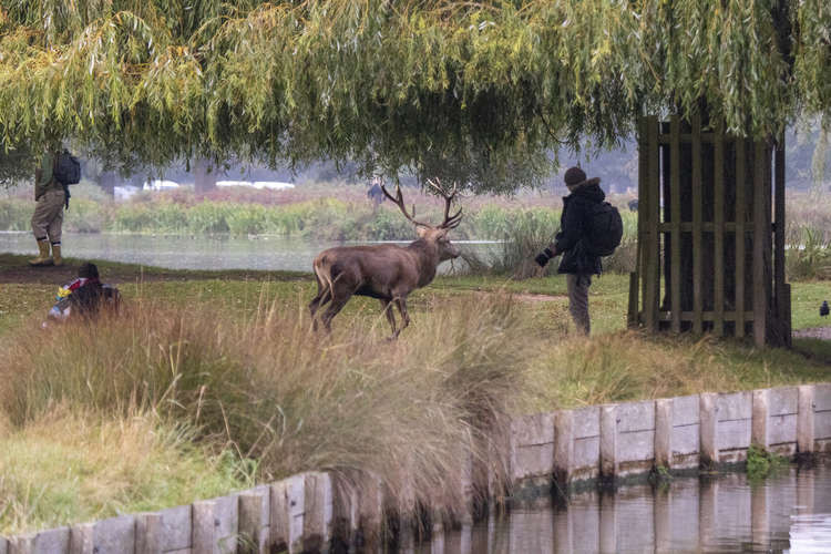 Bushy Park visitors were seen getting up close and personal with rutting deer (Image: Sue Lindenberg)