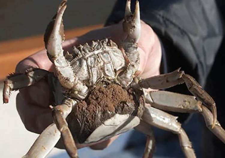 A female Chinese mitten crab - ones like these have been found in Bushy Park, near Kingston (Image: Natural History Museum)