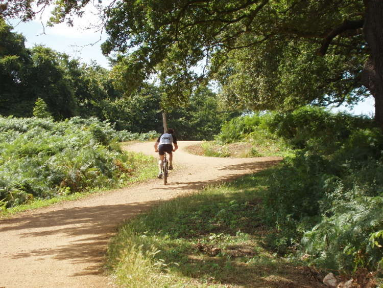 A cyclist in Richmond Park (Image: David Hawgood)