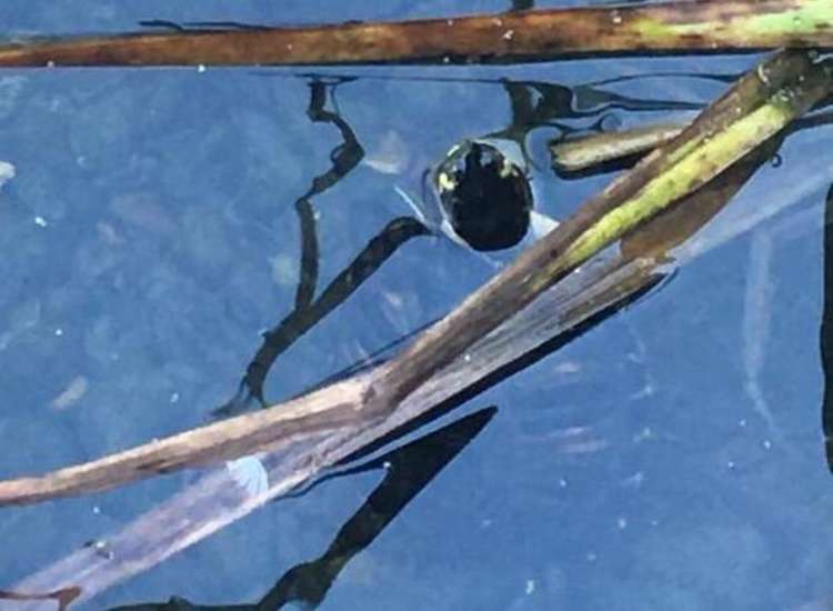 The semi-aquatic reptile was spotted in the Heron Pond, Bushy Park (Image: Nadia Montasser) The semi-aquatic reptile was spotted in the Heron Pond, Bushy Park (Image: Nadia Montasser)