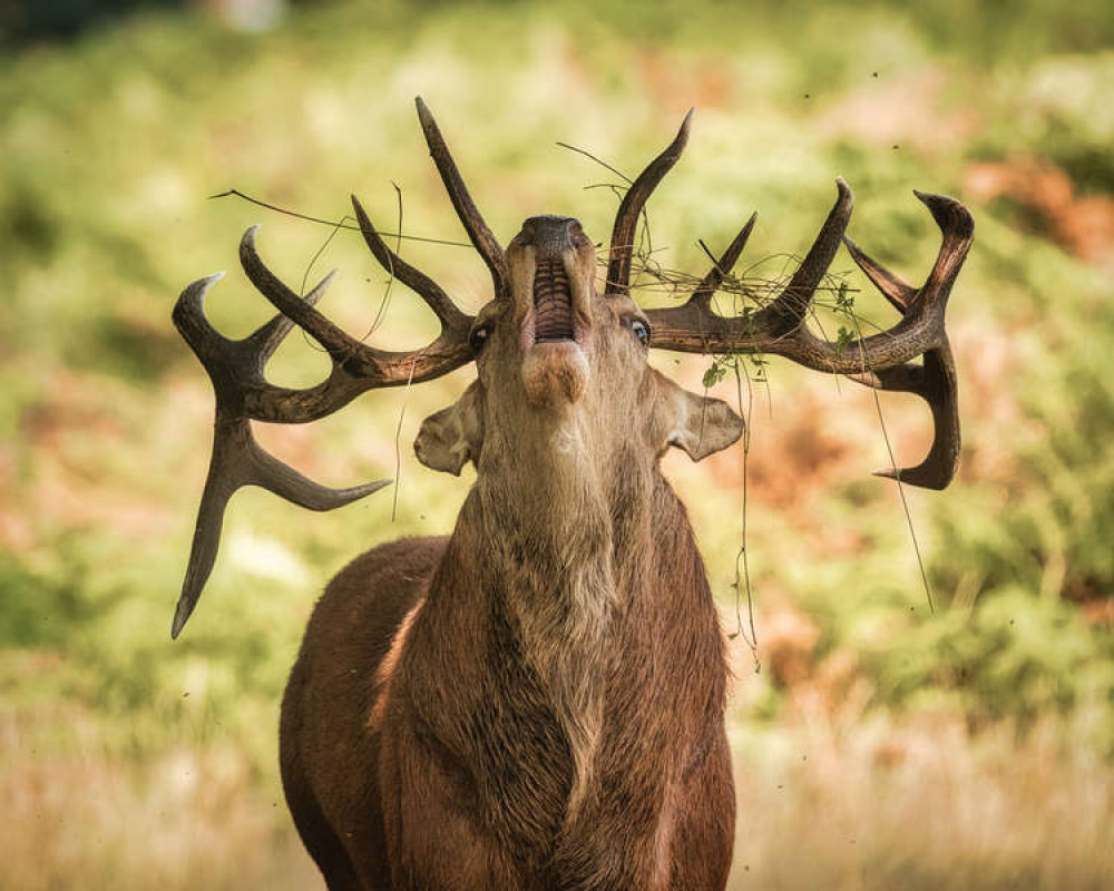 Rutting season in Bushy Park, Kingston (Image: Stephen Darlington)