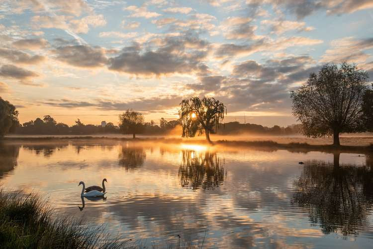 Kingston's Bushy Park (Image: Sue Lindenberg)