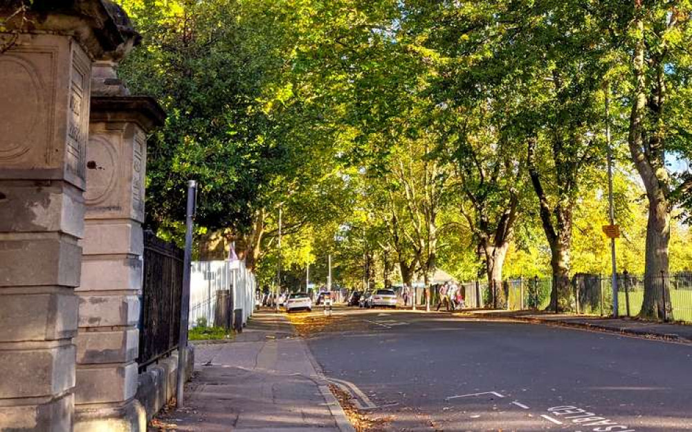 Trees line Kingston's Fairfield Road (Image: Ellie Brown)