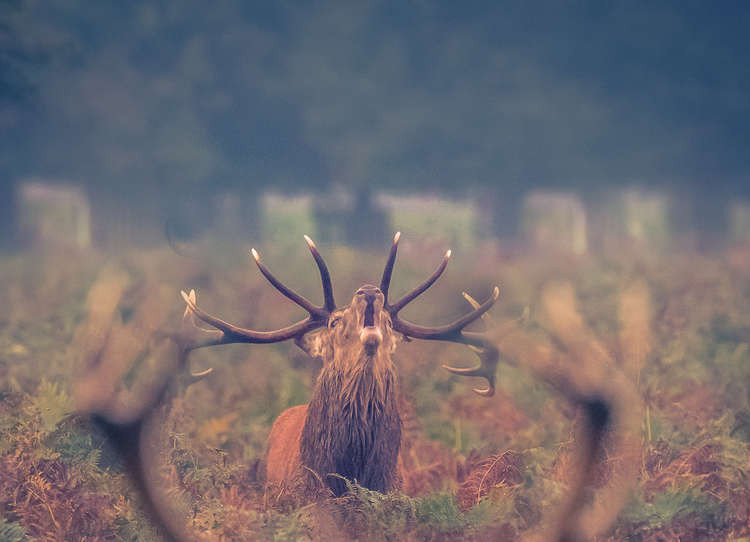 Deer in Kingston's Bushy Park, the ideal place for a crisp Sunday morning walk (Image: Stephen Darlington)