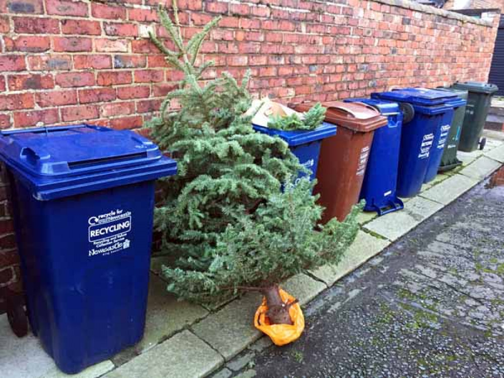 Don't do this! Council has arranged a free pre-arranged collection service - or you can chop your tree up and put it in your brown bin. 