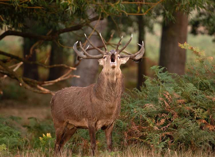 Richmond Park, near Kingston, features on the new board (Image: Sue Lindenberg)