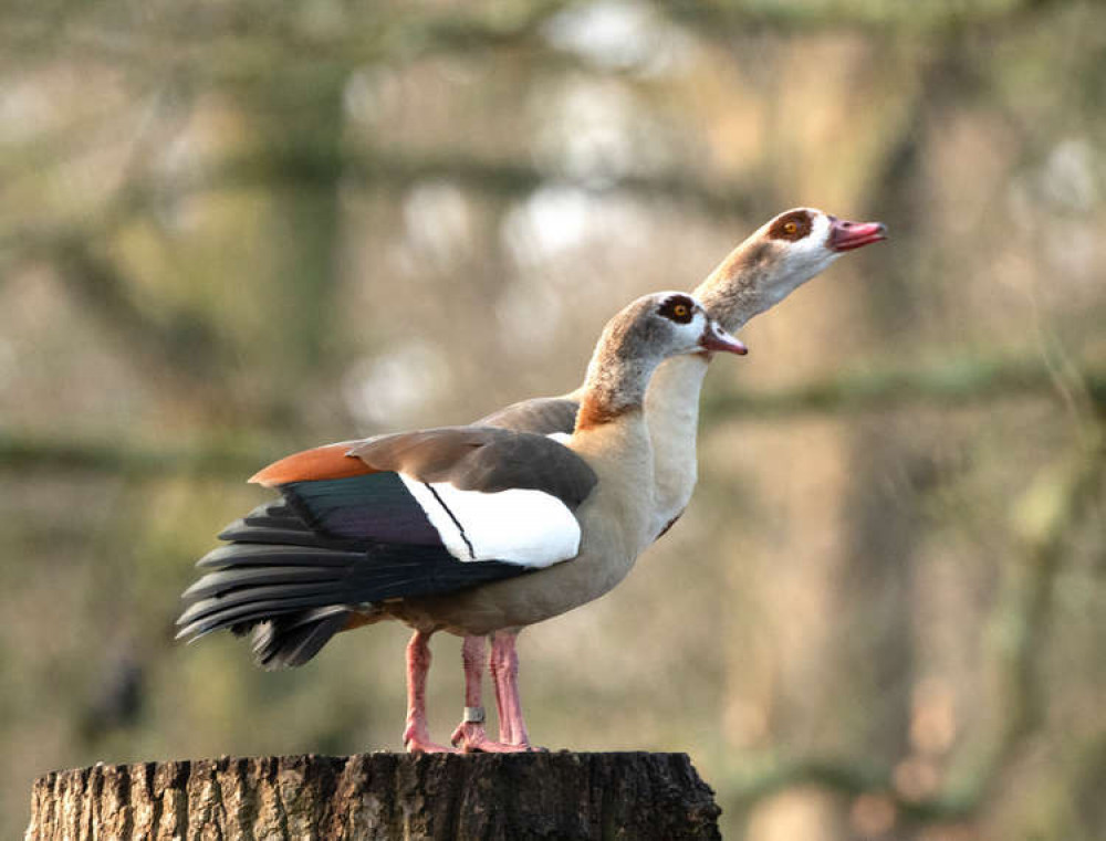 Kingston: Geese in Bushy Park (Image: Sue Lindenberg)