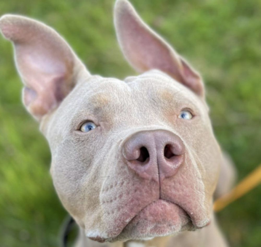 Why is the RSPCA defending the American Bully dog?