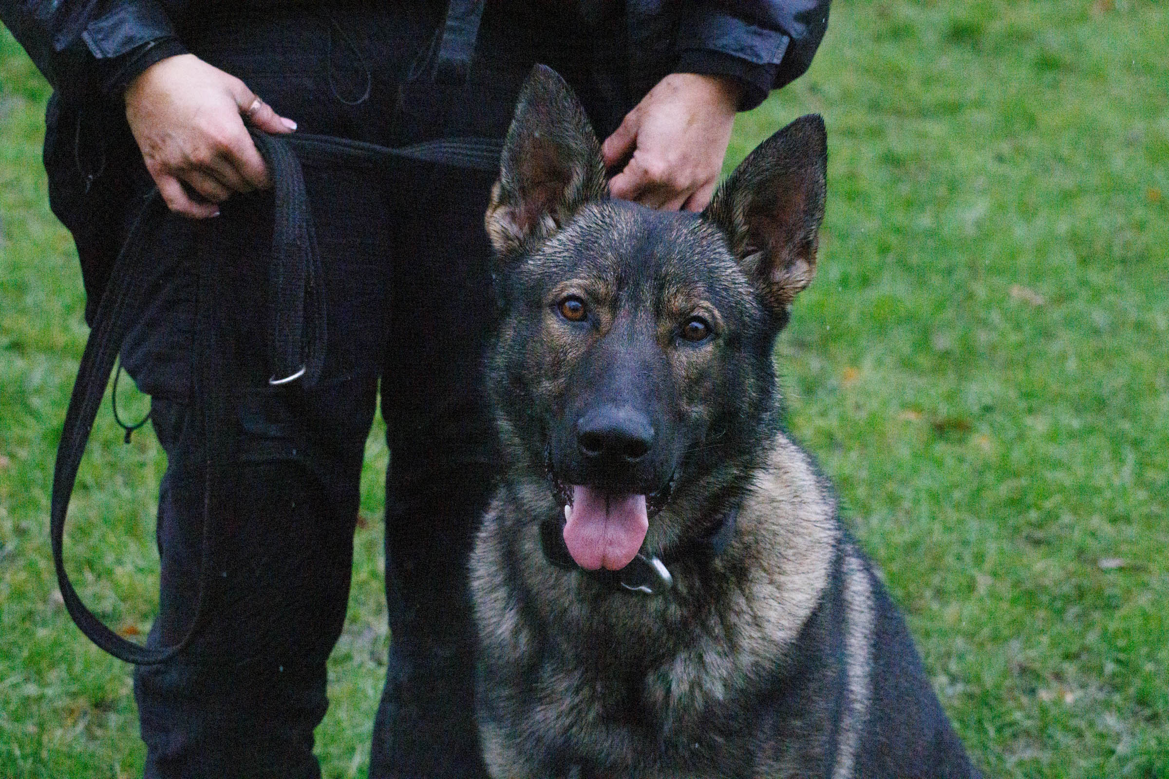 Zeus knows when he is at work, but can equally switch off at home, said PC Voiels (Image - GMP)