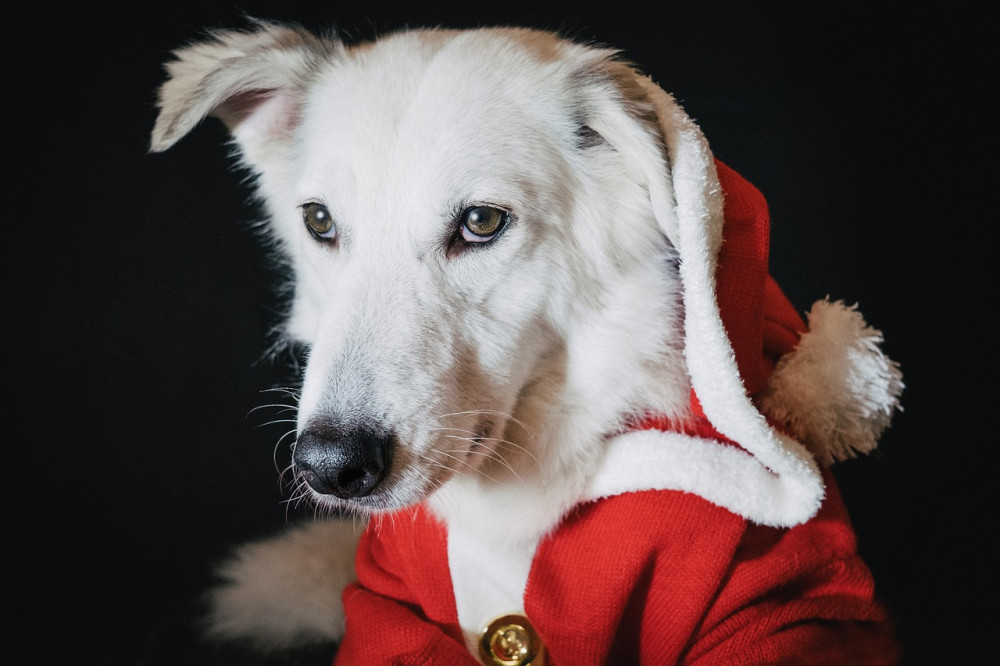 A Christmas pooch. (Image by miezekieze from Pixabay)